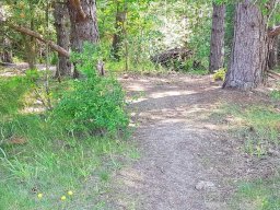 Skoven som legeplads